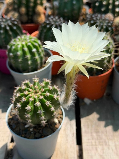 Cactus, thorns Hintergrundbilder