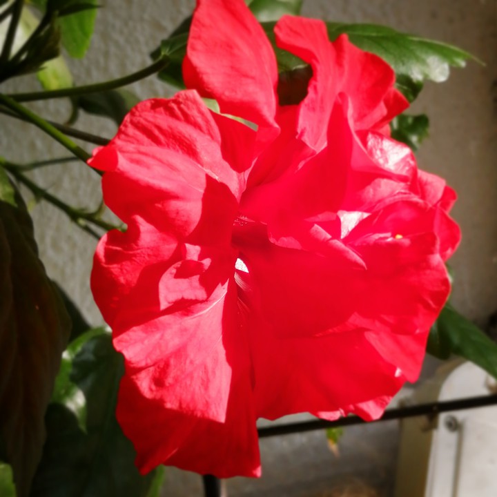 The Hibiskus