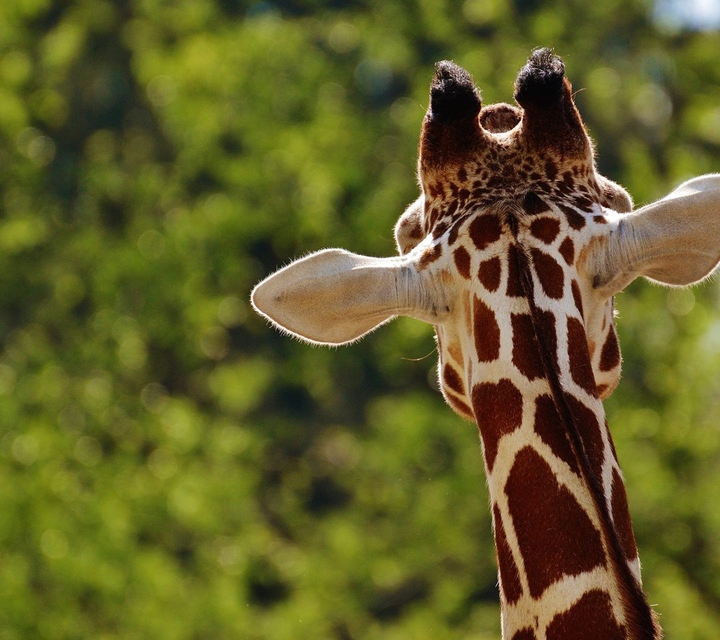 Giraffe
