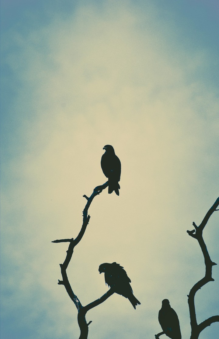 I am the King.