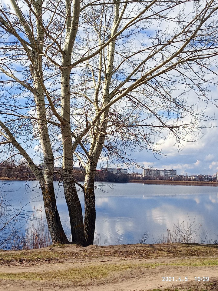 Осина у воды