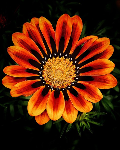 Flower magic