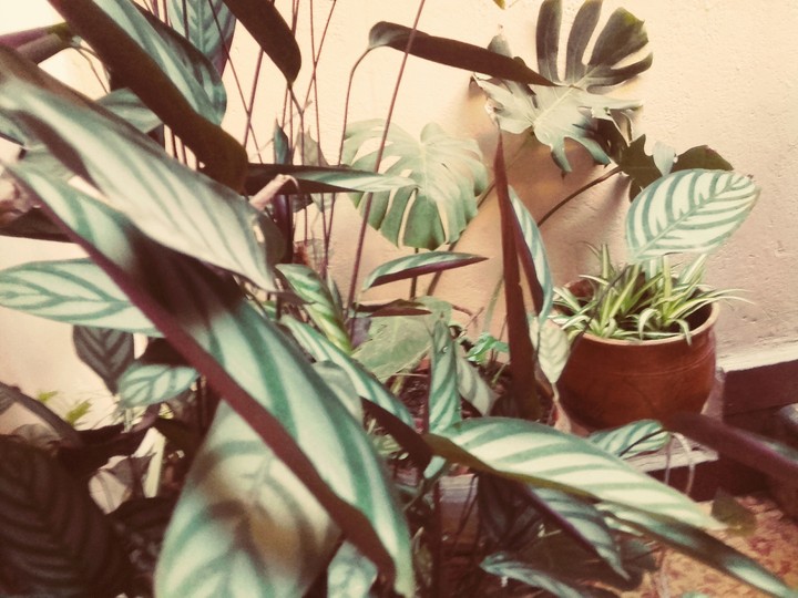 plantas