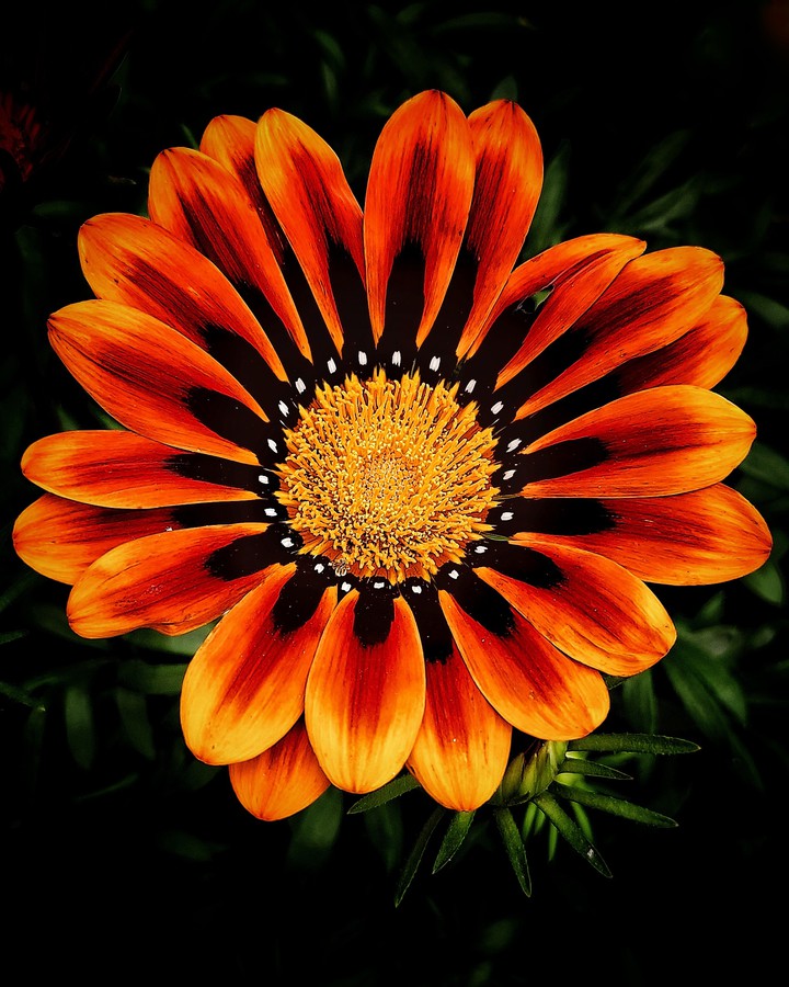 Flower magic