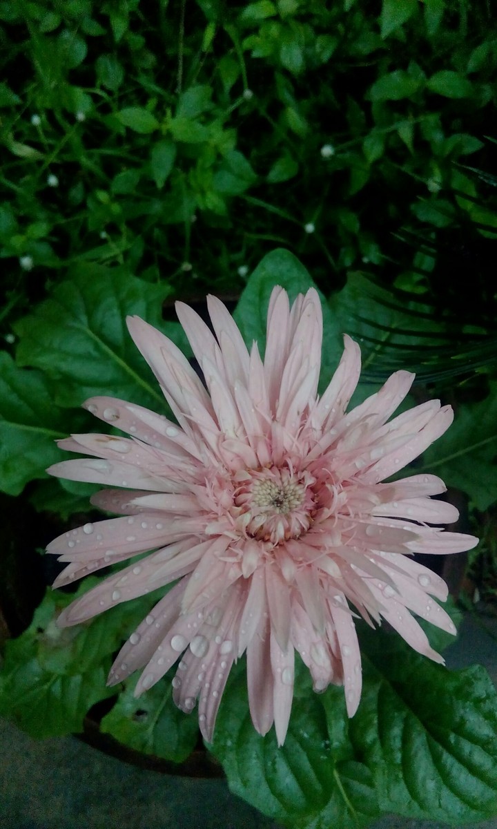 Beautiful flower!