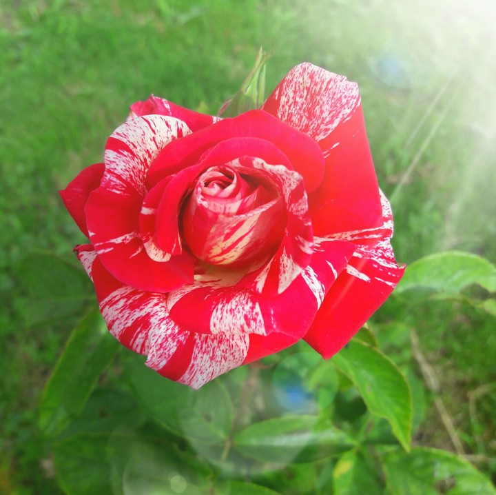 róża