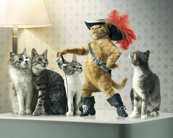 Cats Nights