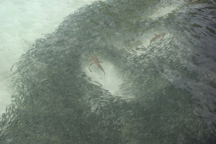 Sea