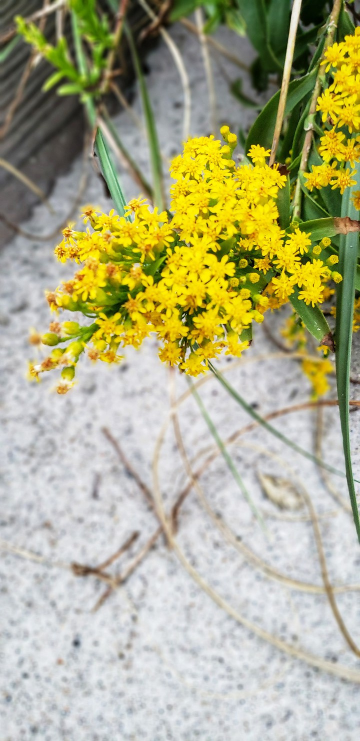 Flowers in the Sand