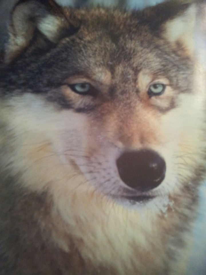 Wolf