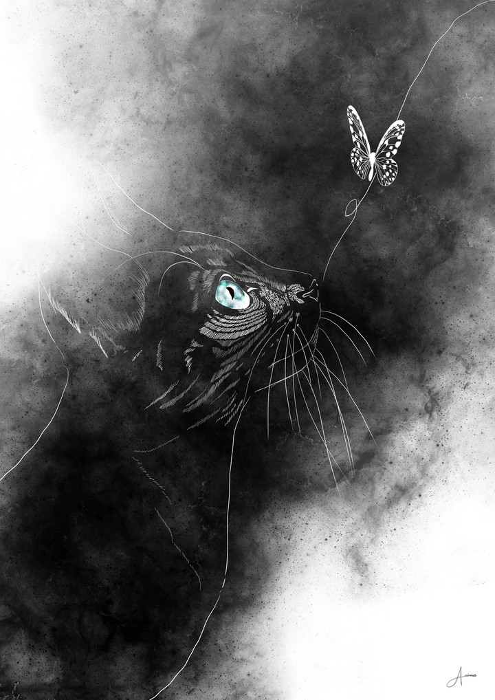 blackcat