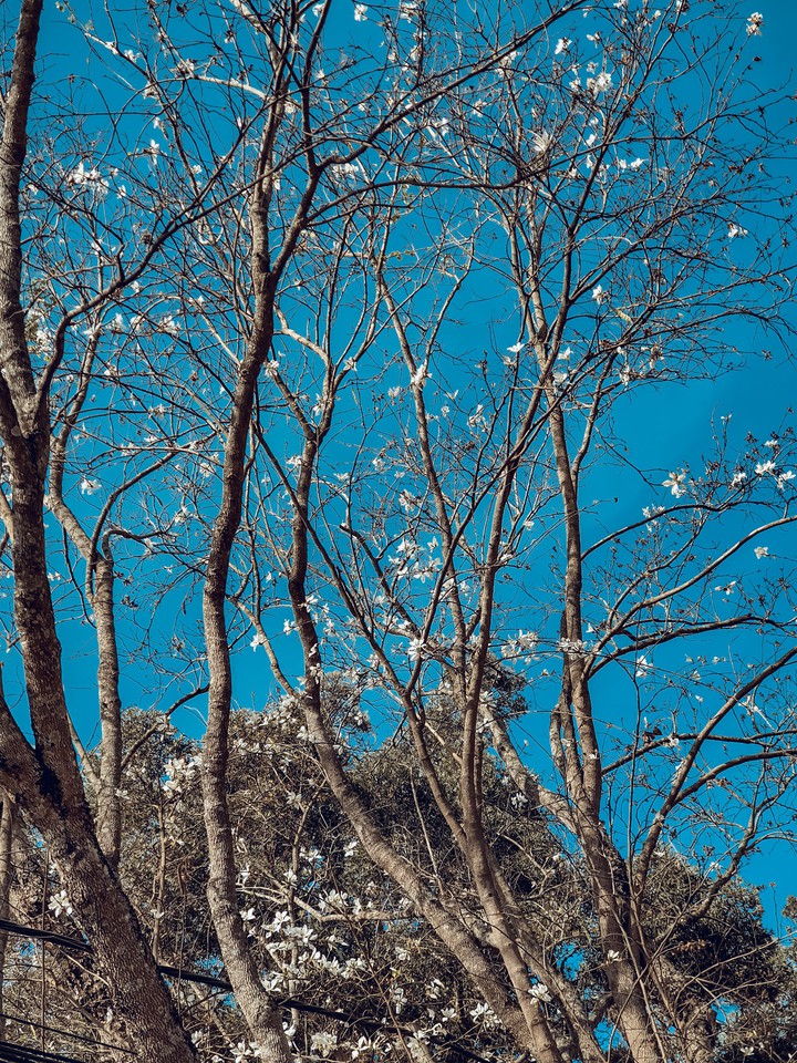 White flowes