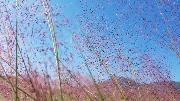 핑크뮬리