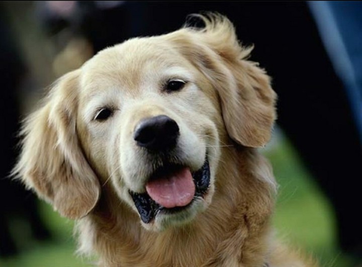 soooo beautiful.İ love goldens