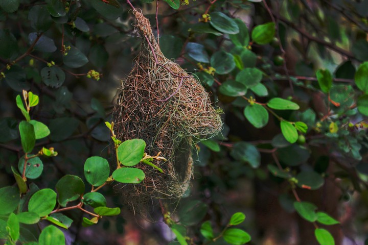 Bird Nest