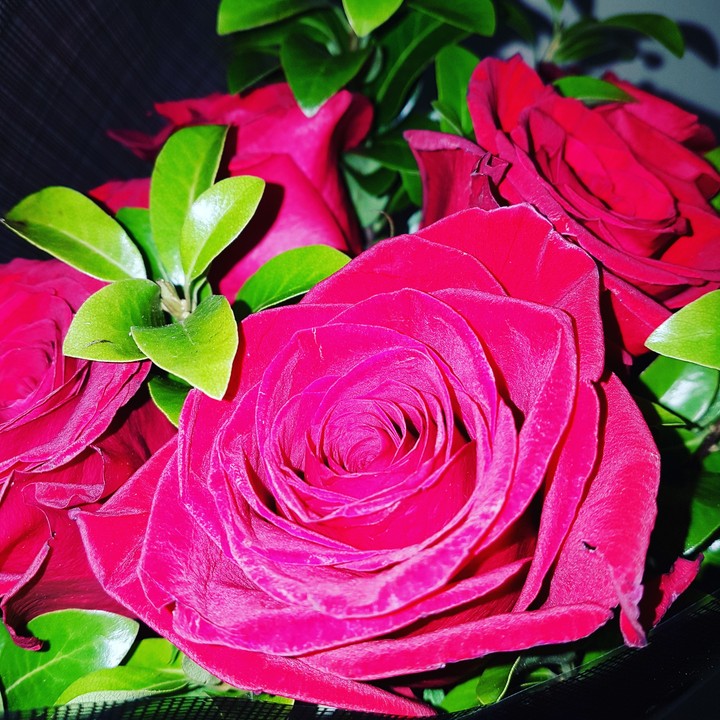 Rose flower