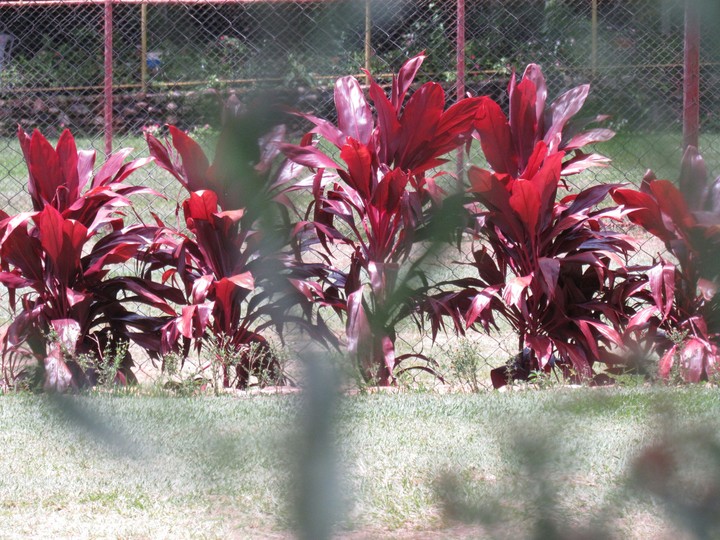 Red Plant