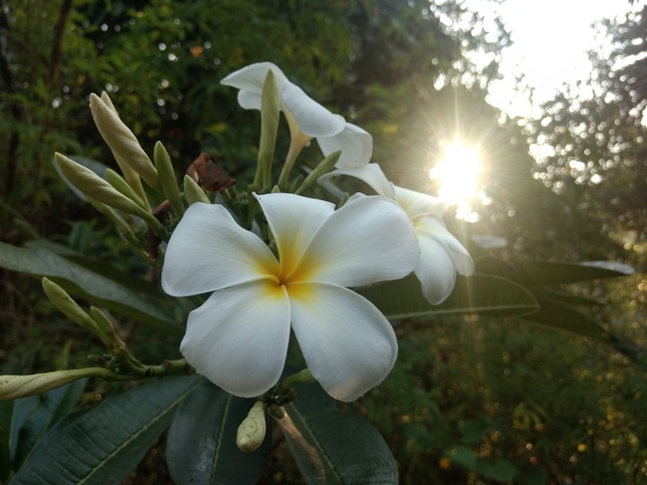 good morning