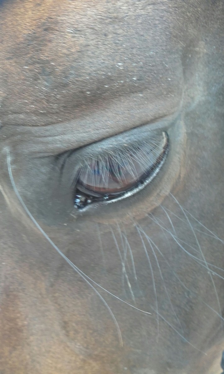 Horse eyes