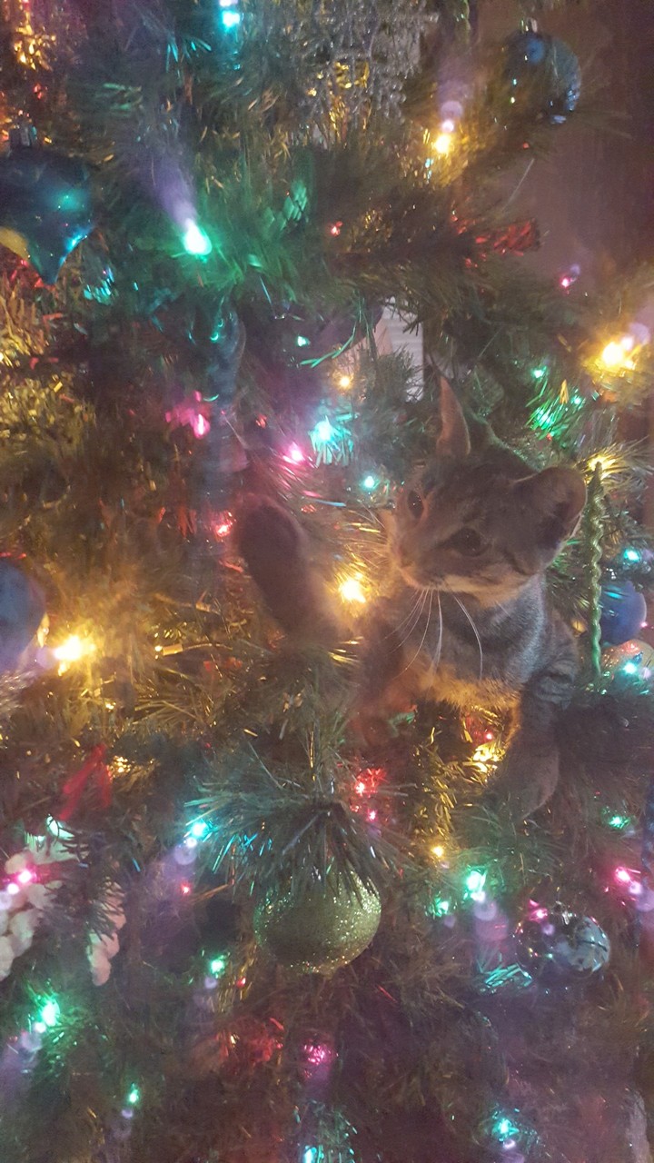 Fate's first Christmas