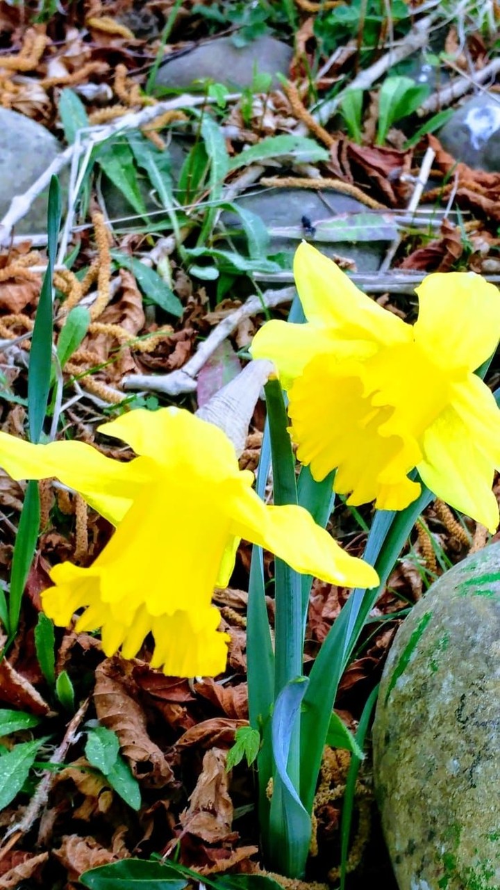 Primavera en Urretxu