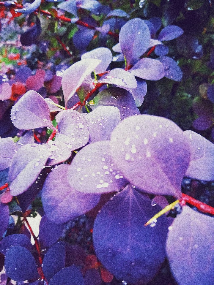 violet dream