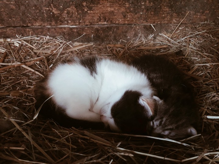 Kitten
