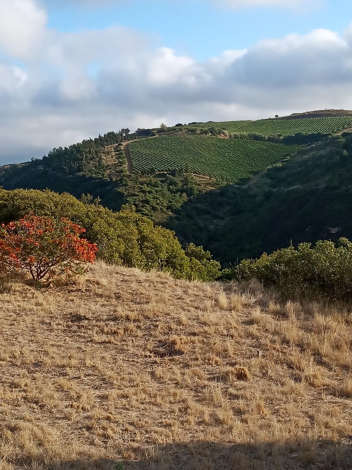 Monte