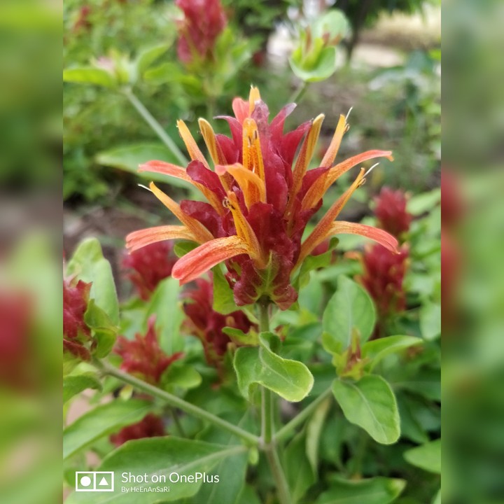 Red flower