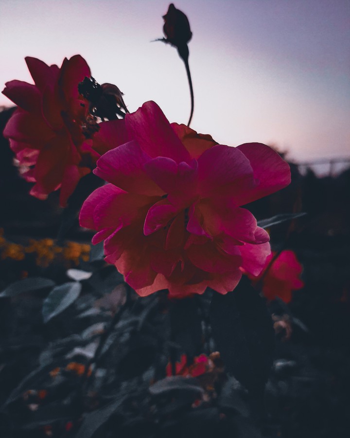 Rose