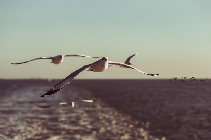 fly high