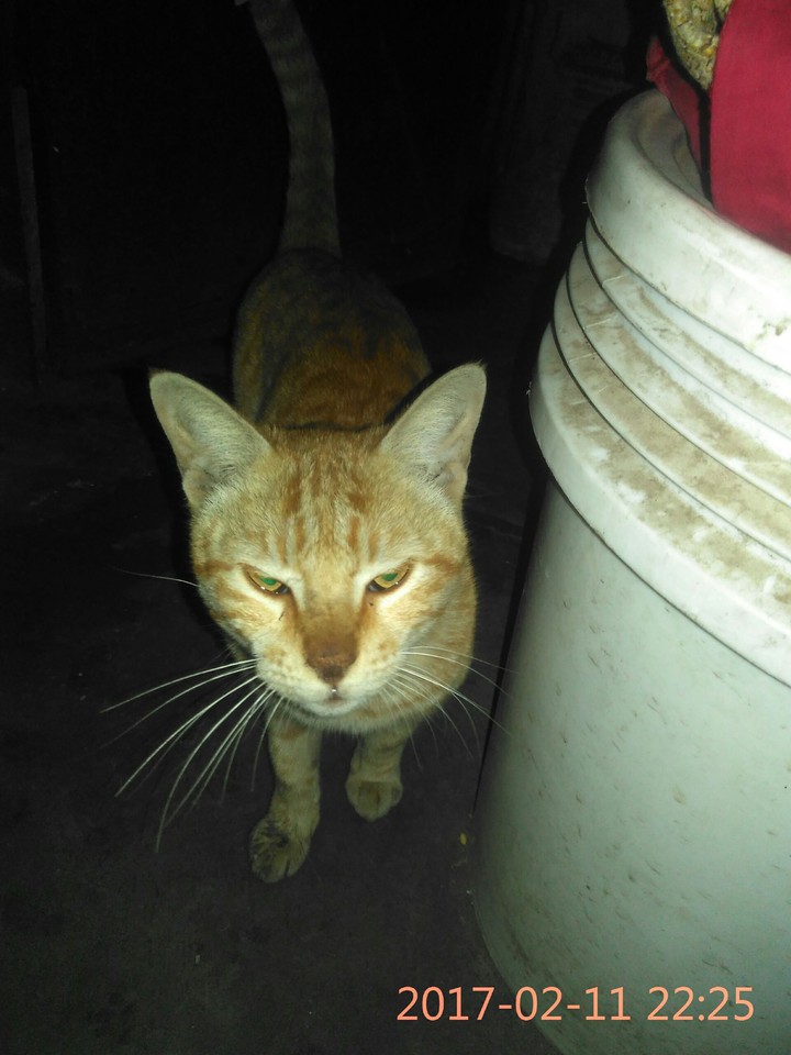 cat