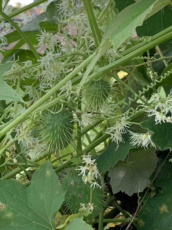 wild cucumber