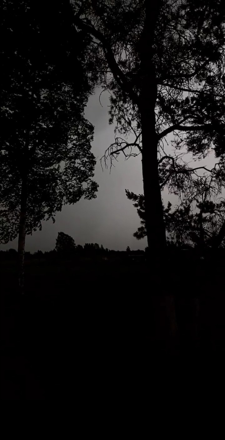 Night.  Nature.  Forest.