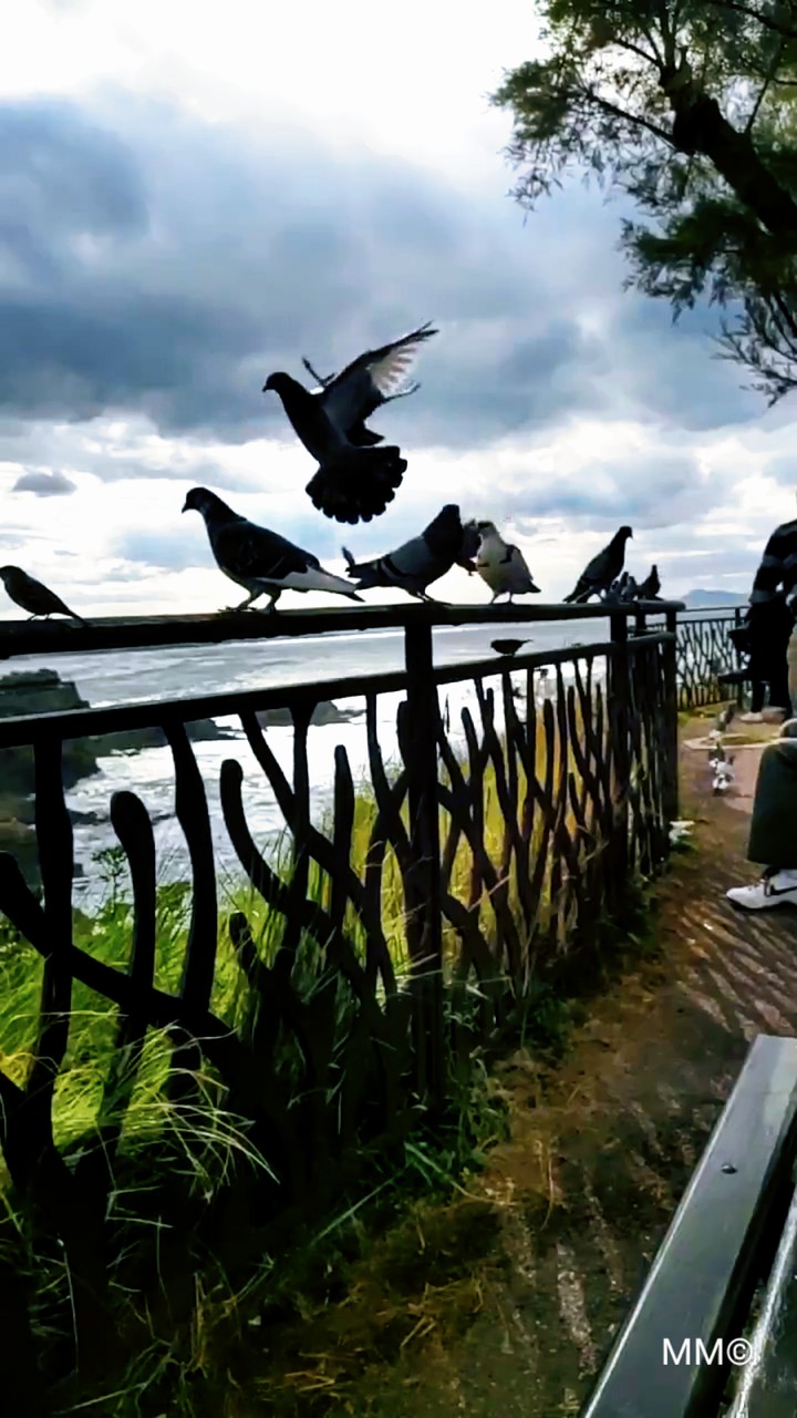 A bird flying