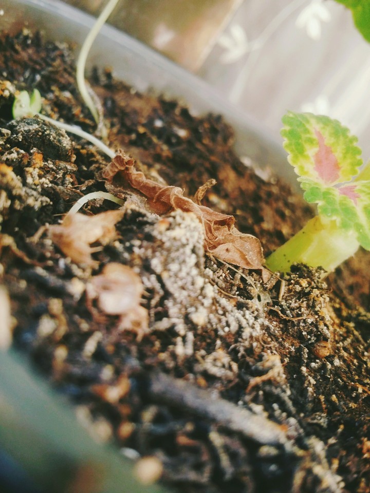 nature fleur