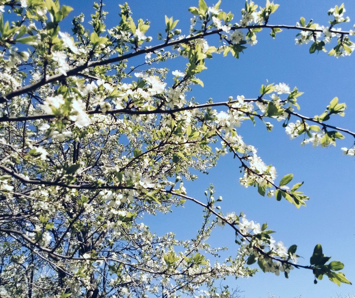Spring
