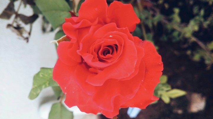 Rose
