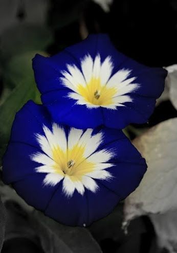 Blue flowers.