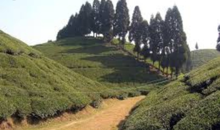 darjeeling