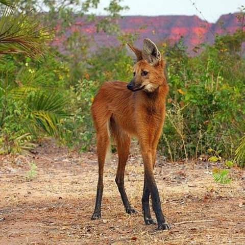 precioso