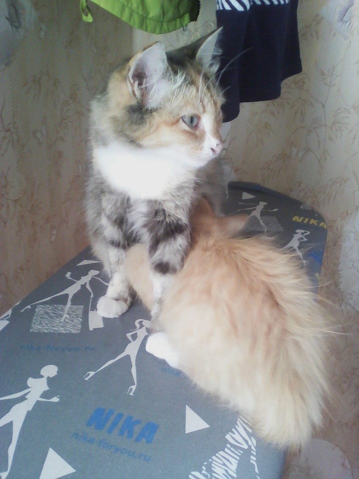Kats
