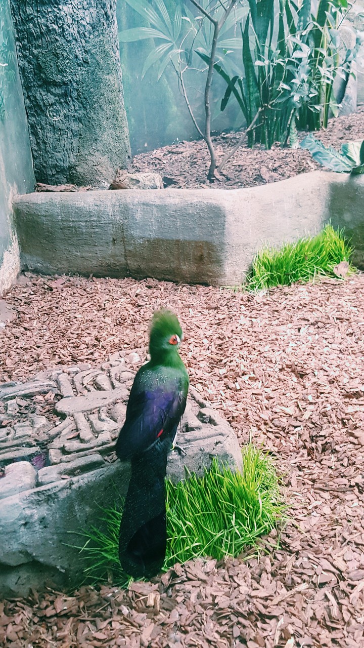 zoo