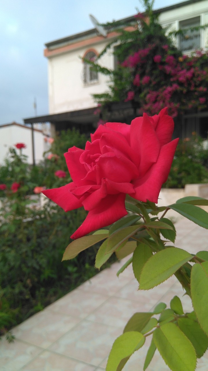 Turkey rose