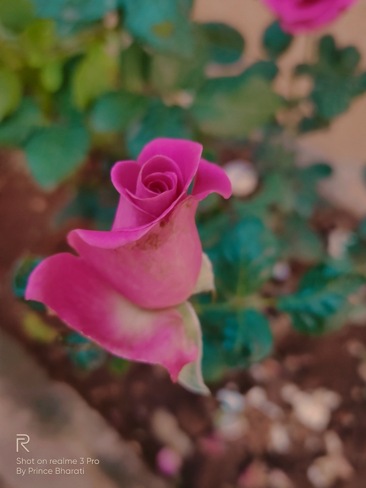 Pink bud