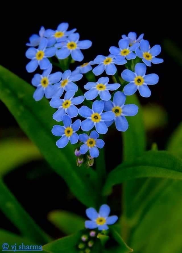 flor