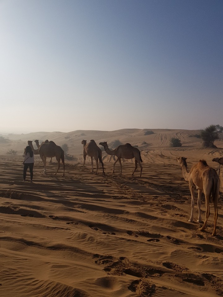 camels!!