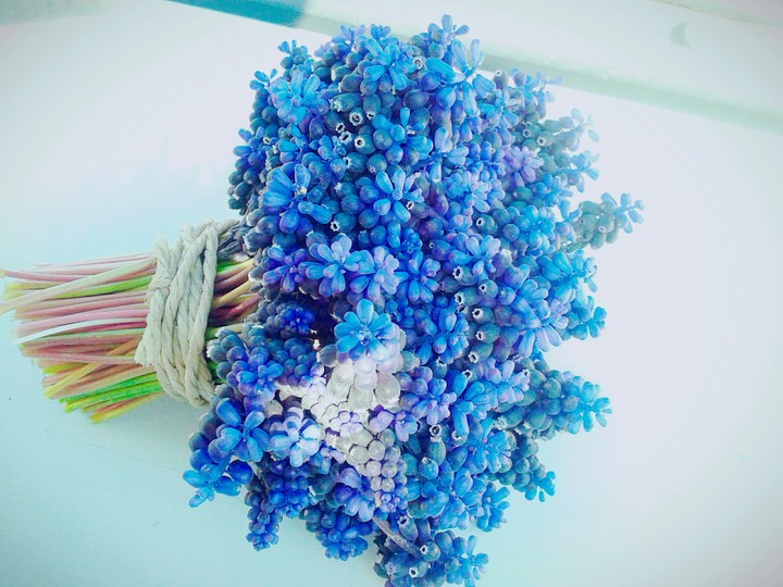 purple flowers