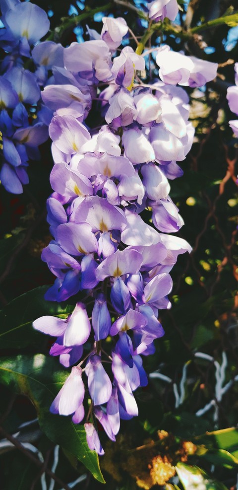 Bloom