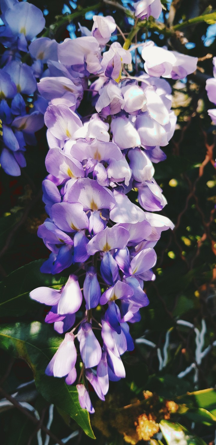 Bloom